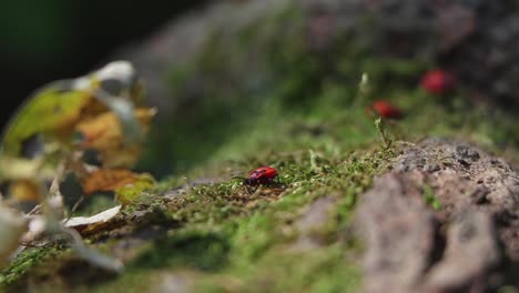 Roter-Käfer,-Feuerkäfer,-Sitzend-Auf-Der-Rinde-Am-Fuß-Eines-Baumes