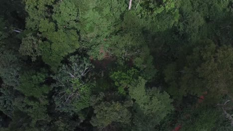 Drone-footage-as-it-flies-high-above-a-dirt-road-in-the-middle-of-the-forest-showing-many-houses-along-the-way-as-it-flies