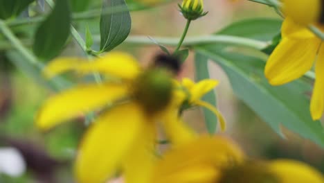Focusing-on-a-bee-that's-gathering-pollen-from-a-yellow-flower-and-flies-away