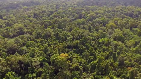 Aerial-drone-view-flying-down-towards-the-rainforest,-above-trees-and-plants,-on-a-sunny-day,-in-Nanga-Eboko-Jungle,-Haute-Sanaga,-Southern-Cameroon