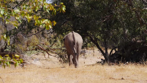 Rear-shot-of-wild-elephant
