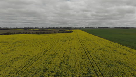 Aerial-moving-across-a-vast-yellow-rapeseed-field