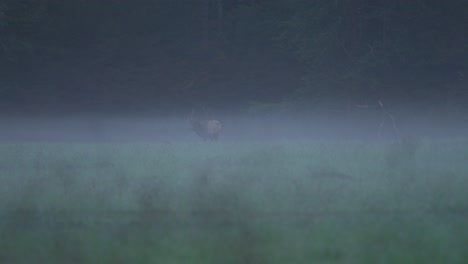 Bull-elk-grazes-and-looks-around-through-the-fog-in-the-mountains