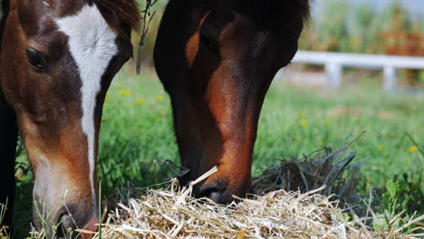 Close-head-shots-of-three-horses-grazing-on-hay