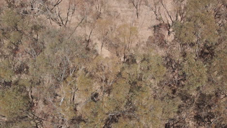 Aerial-distant-top-down-shot-of-girl-emerging-from-wooded-area