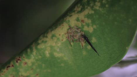 Nahaufnahme-Von-Schwarzen-Thripsen-Oder-Thysanoptera,-Ihren-Eiern-Und-Larven-Auf-Einem-Blatt-Mit-Krankheit