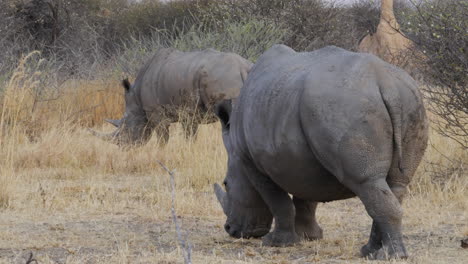 Dos-Rinocerontes-Blancos-Caminando-Comiendo-Hierba