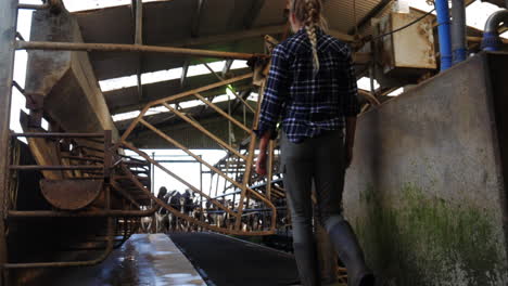 Girl-walking-into-shot-waiting-at-gate-for-cattle