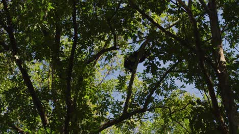 Black-bear-climbing-in-trees-in-the-forest