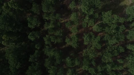 Moving-Aerial-Top-Down-View-of-Pine-Tree-Farm