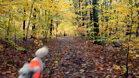 Slow-motion-of-light-brown-poodle-running-toweard-camera-in-blowing-fall-leaves-in-the-woods