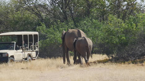 Mother---baby-elephant-walking-together-towards-safari-truck