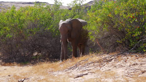 Full-elephant-shot-as-second-passes-in-front-of-camera