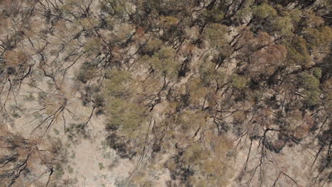 Top-down-aerial-view-of-lone-girl-walking-in-woodland