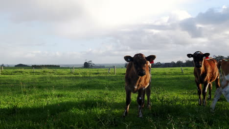 Panning-shot-of-herd-of-cow-calf-in-meadow