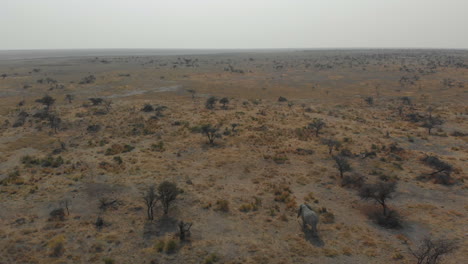 Aerial-rotation-around-single-elephant-alone-walking-in-wide-view-landscape-safari