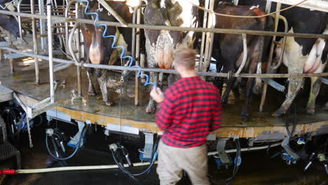 Cows-rotating-on-carousel,-male-cleaning-them-with-hose