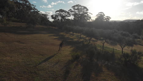 Einzelnes-Känguru,-Das-Während-Des-Sonnenuntergangs-über-Die-Staubige-Umgebung-Springt