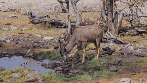 Kudu,-Der-Von-Einer-Wasserstelle-Trinkt
