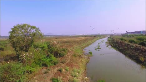 Drohnenaufnahme-Einer-Drohne,-Die-Einer-Gruppe-Von-Vögeln-Beim-Überfliegen-Eines-Flusses-Folgt