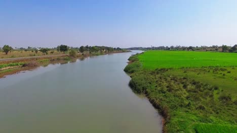 Drone-shot-flying-along-a-river-with-a-green-paddy-field-located-in-its-banks-with-a-group-of-birds-flying-across-the-frame