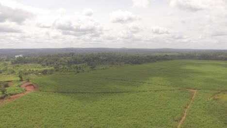 High-drone-footage-of-the-forest-in-Nanga-Eboko