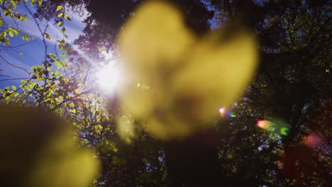 A-leaf-under-a-lens-flare-in-autumn