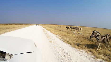 Driving-along-dirt-road-past-herds-of-zebras