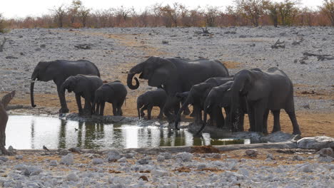 Gruppen-Von-Elefanten,-Die-Aus-Wasserlöchern-Trinken