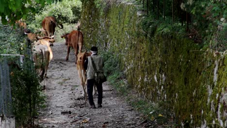 A-man-moving-his-cattle-down-a-dirt-road-in-Papigo-village-in-Greece