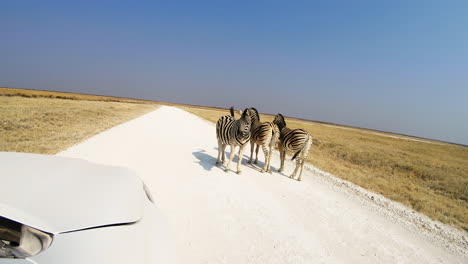 Vehicle-moving-along-road---driving-around-a-groups-of-zebra