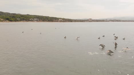 SLOWMO-AERIAL:-Pelicans-flying-on-the-sea