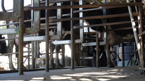 Vacas-Girando-En-Carrusel-Mientras-Los-Trabajadores-Colocan-Ventosas-En-Las-Ubres-Para-Ordeñar