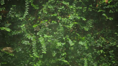 Living-wall-full-of-green-woodbind-plant-in-the-rain