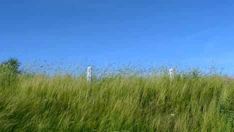 Slow-motion:-tall-grass-moving-on-the-wind-in-the-highway