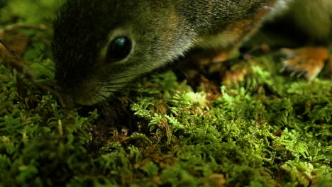 A-squirrel-uncovers-a-nut-and-eats-it-on-a-moss-covered-log