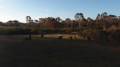 Low-close-proximity-to-herd-of-kangaroos