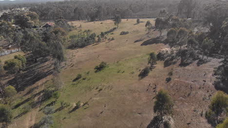 Aerial-overhead-of-kangaroos-moving-through-open-field-from-left-to-right