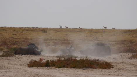 Wildebeest-rolling-around-making-dust-clouds