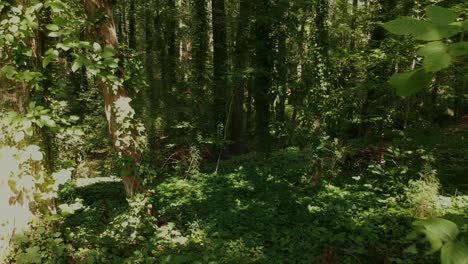 Backwards-Drone-Slider-Reveal-of-Undergrowth-Kudzu-Inside-a-Forested-Area