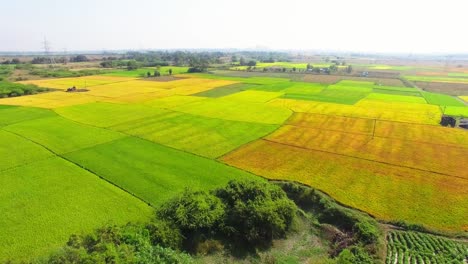 Drone-panning-shot-across-a-lush-green-paddy-field