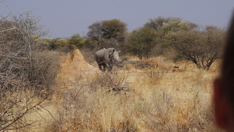 Over-girls-shoulder-shot-watching-white-rhino