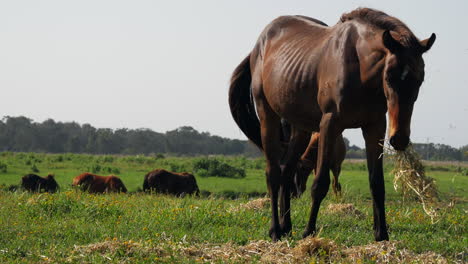 Focus-on-right-horse-grazing-with-group-of-horses-laying-in-background