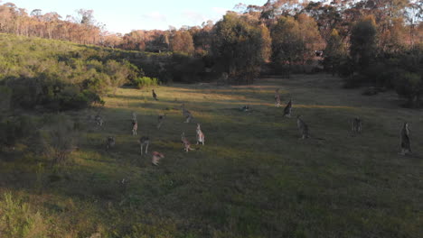 Herd-of-kangaroos-hopping-around-field-at-sunset