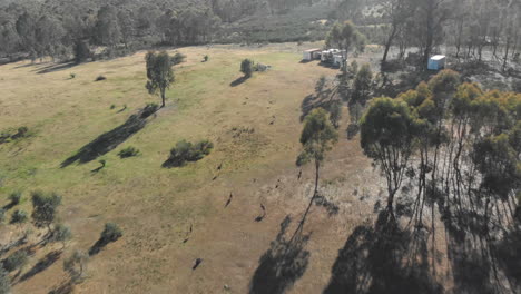 Aerial-distant-shot-following-herd-of-kangaroos-across-the-terrain