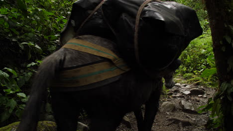 Donkey's-Walking-Through-the-Jungle-with-Supplies-Camera-from-Behind-Slow-Motion