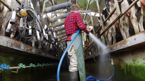 Male-worker-with-high-pressure-hose-washing-cattle-area
