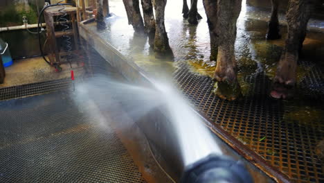 POV-shot-of-high-powered-pressure-hose-washing-out-cattle-holding-area