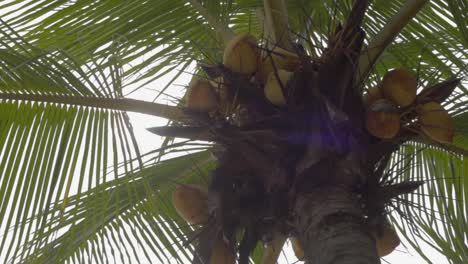 Nahaufnahme-Eines-Kokosnussbaums-Mit-Vielen-Früchten-Mitten-Am-Tag