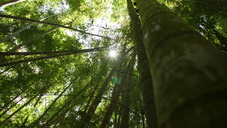Bamboo-Forest-Looking-Up-the-Huge-Bamboo-Trees-and-Sunflare-Slow-Motion